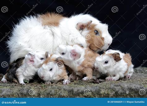 Una cavia adulta con i suoi piccoli nati da poco in un ambiente domestico protetto