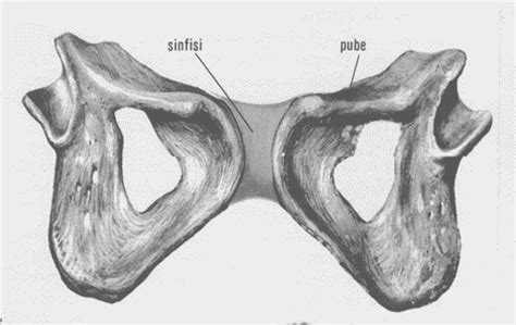 Schema anatomico che mostra la sinfisi pubica nella cavia e i cambiamenti durante il parto
