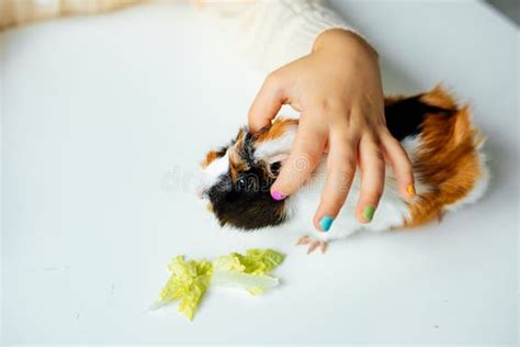 Immagine ravvicinata di un piccolo di cavia che mangia erba fresca vicino alla madre