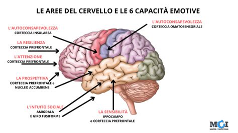 Mappa del cervello con aree evidenziate