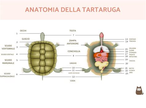 Schema anatomico dell'apparato riproduttivo delle testuggini