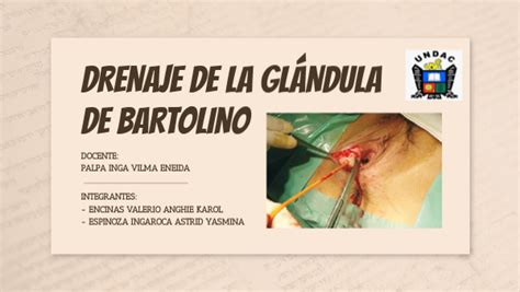 Anatomia delle ghiandole di Bartolino