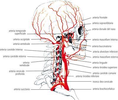 Schema anatomico dell'arteria carotide interna nel collo e nel cranio