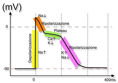 Diagramma delle strutture cardiache fetali