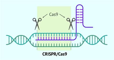 Rappresentazione artistica della tecnologia CRISPR-Cas9