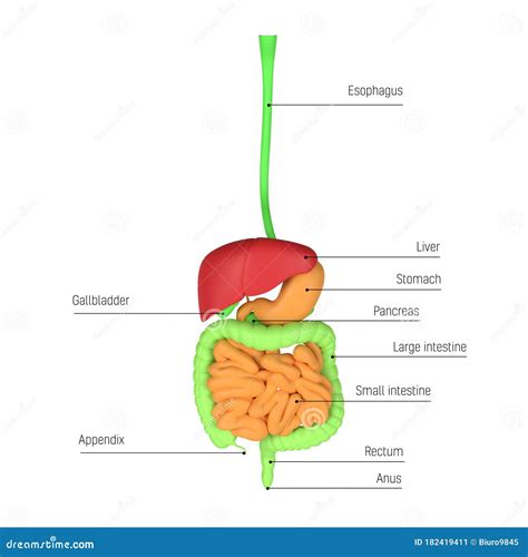 Schema che mostra il sistema digestivo del neonato
