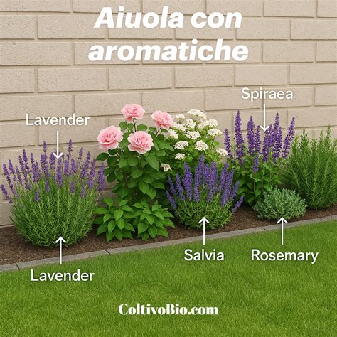 Schema di messa a dimora di piante aromatiche con telo pacciamante