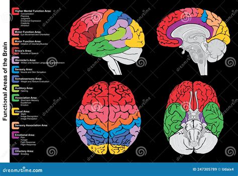 Diagramma del cervello umano con aree evidenziate per le convulsioni