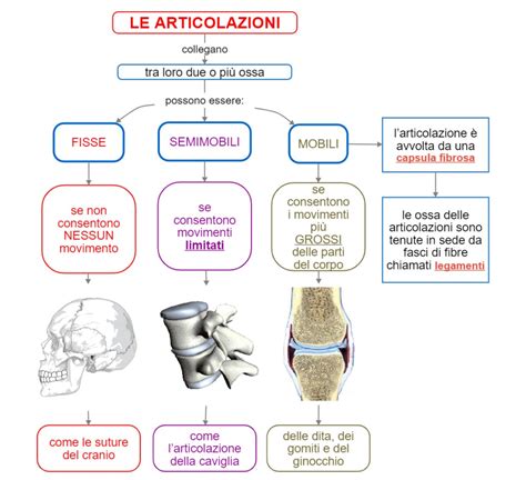 schema del corpo umano con evidenziate le articolazioni e i muscoli