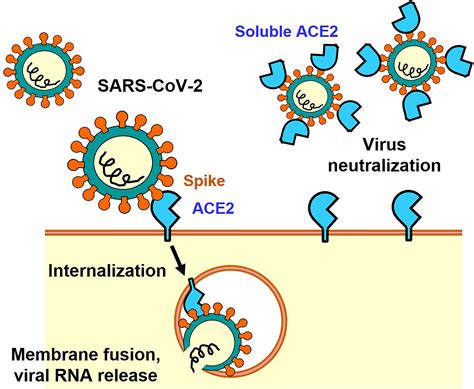 SARS-CoV-2 Spike protein binding to ACE2 receptor diagram