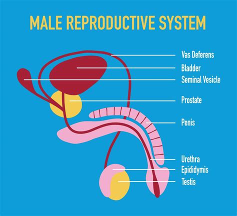 Diagram of male reproductive system showing potential areas of viral tropism