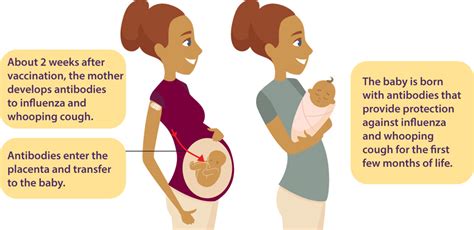 Graphic showing vaccinated pregnant woman and baby with antibodies