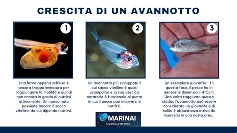 Avannotto di Ancistrus con il sacco vitellino visibile