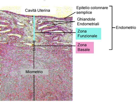 Struttura dettagliata dell'endometrio, epitelio e stroma