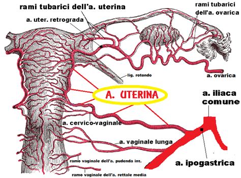 Rappresentazione schematica delle arterie spirali e della vascolarizzazione uterina