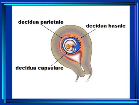 Decidua parietale e basale