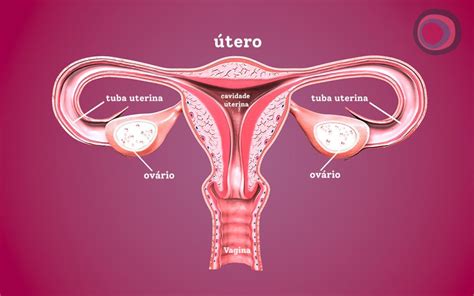 rappresentazione stilizzata dell'anatomia uterina e del ciclo di recupero post-intervento