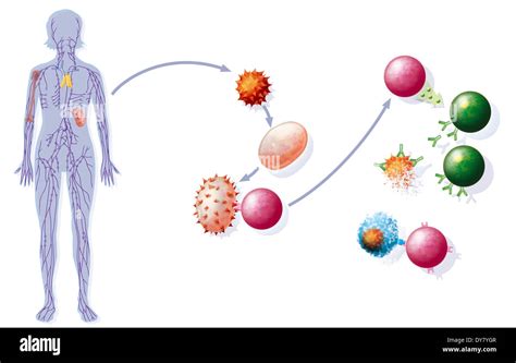 Illustrazione schematica del sistema immunitario materno e fetale