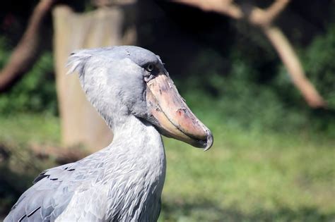 pulcino di uccello con piumaggio arruffato che apre il becco