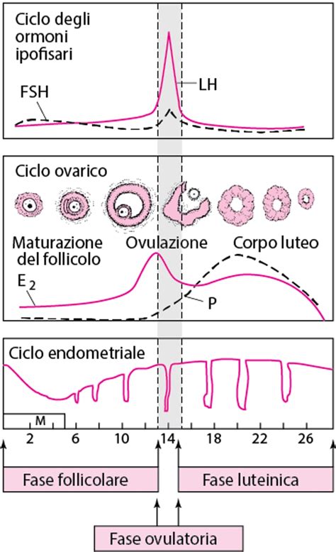 Meccanismi fisiologici della riproduzione femminile
