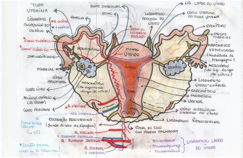 Anatomia dell'utero in posizione anteversa e retroversa