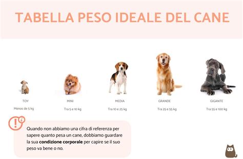 tabella comparativa del numero medio di cuccioli per classe di taglia canina
