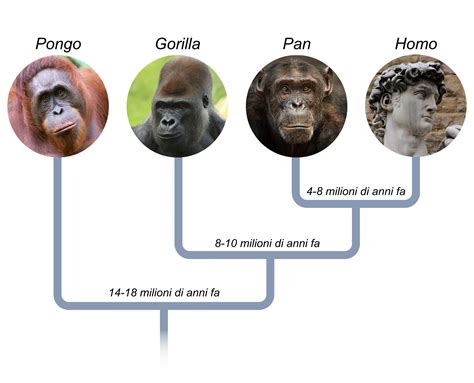 Diagramma che mostra la vicinanza genetica tra uomo e scimpanzé