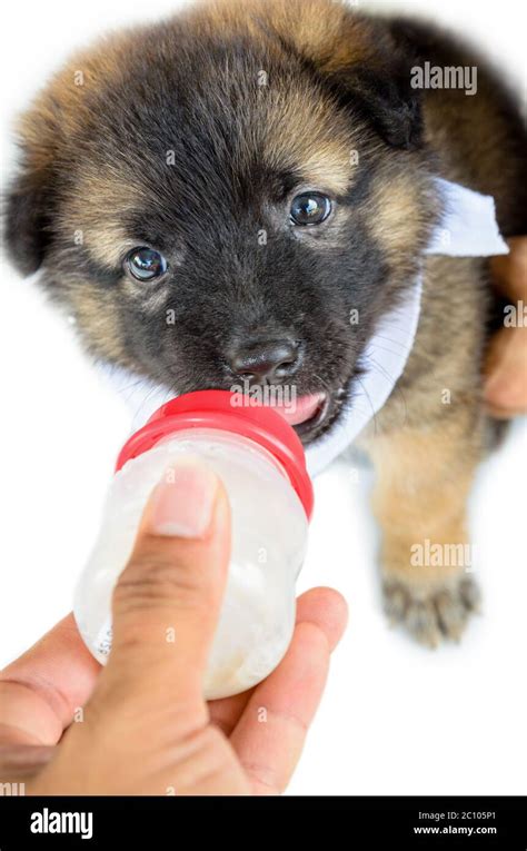cuccioli che bevono dal biberon
