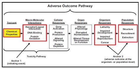 Schema illustrativo di un Adverse Outcome Pathway (AOP)