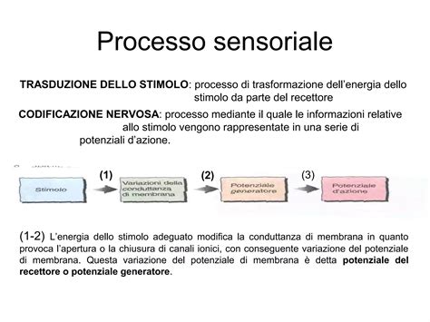 diagramma esplicativo che mostra i benefici dello stimolo sensoriale e motorio attraverso i diversi mesi di vita del neonato