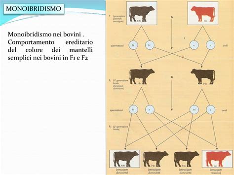 Schema dell'incrocio monoibrido mendeliano