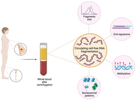 Microscopic image of cell-free DNA fragments in maternal blood