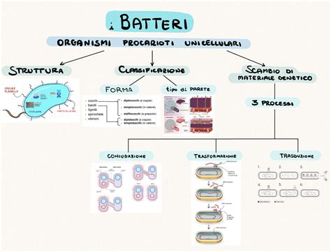 Schema dei batteri su una superficie non pulita