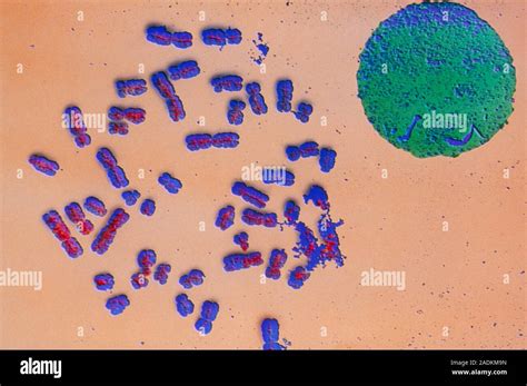 Cromosomi umani in metafase