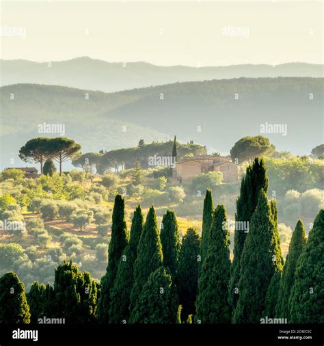 veduta panoramica di Noha al tramonto tra pini e ulivi