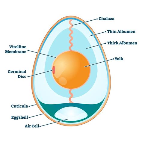 Symbolic representation of a chicken on an egg or a wolf at night