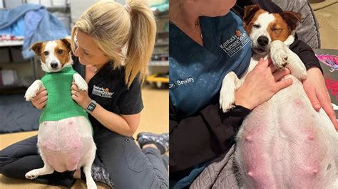Volontari che assistono la cagnolina e i cuccioli