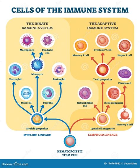 Diagramma del sistema immunitario e rigetto embrionale