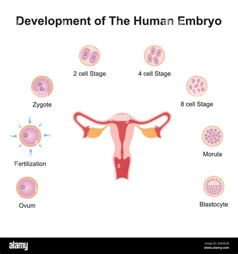 Illustrazione dell'impianto embrionale nell'utero
