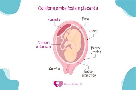 schema anatomico della placenta e cordone ombelicale