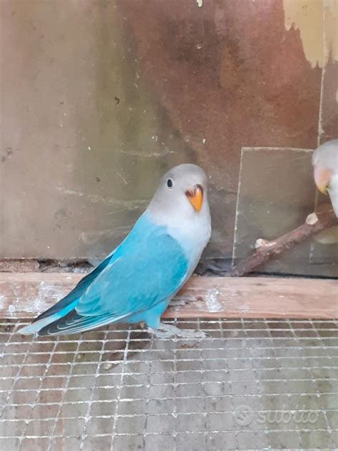 Inseparabili genitori che nutrono i pulli