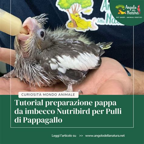 Ingredienti per la pappa dei pulli di inseparabile