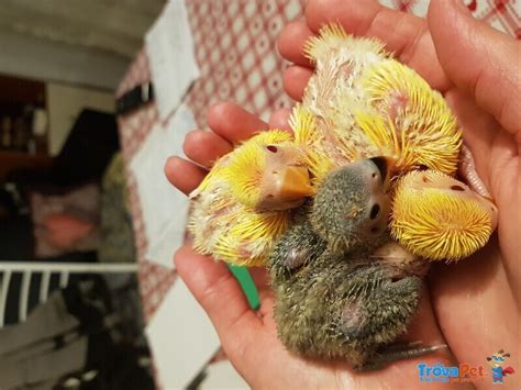 Gozzo di pullo inseparabile pieno e vuoto