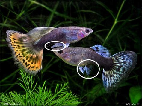 Dettaglio pinna anale maschio Guppy trasformata in gonopodio
