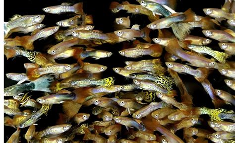 Gruppo di avannotti di Guppy appena nati