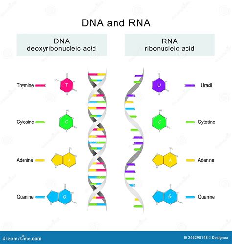 Struttura DNA e RNA