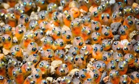Uova di pesce rosso attaccate alla vegetazione