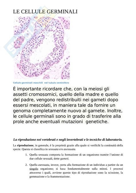 rappresentazione schematica dello sviluppo delle cellule germinali e sedi del tumore