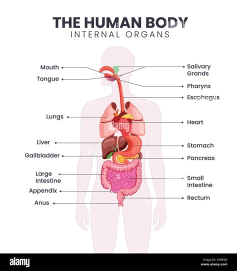 diagramma che mostra la formazione degli organi a 11 settimane