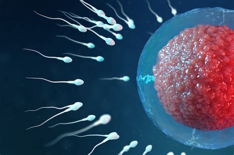 Microscopio che mostra spermatozoi e ovulo